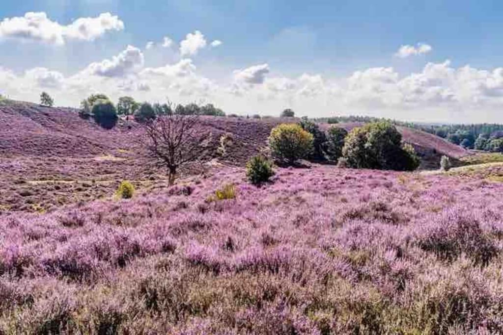 Chalet Toetje Op De Veluwe Hoenderloo Eksteriør billede
